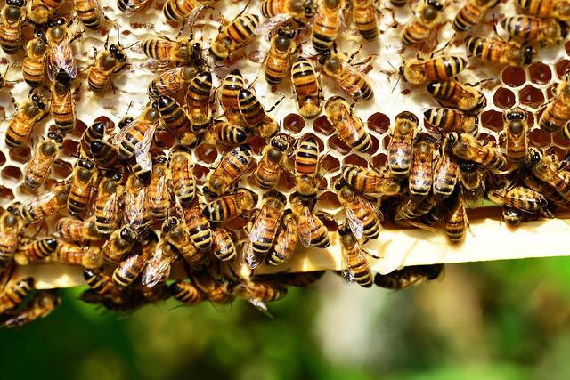 Lebensraum für bienen & co.: Artenvielfalt im nachhaltigen garten fördern